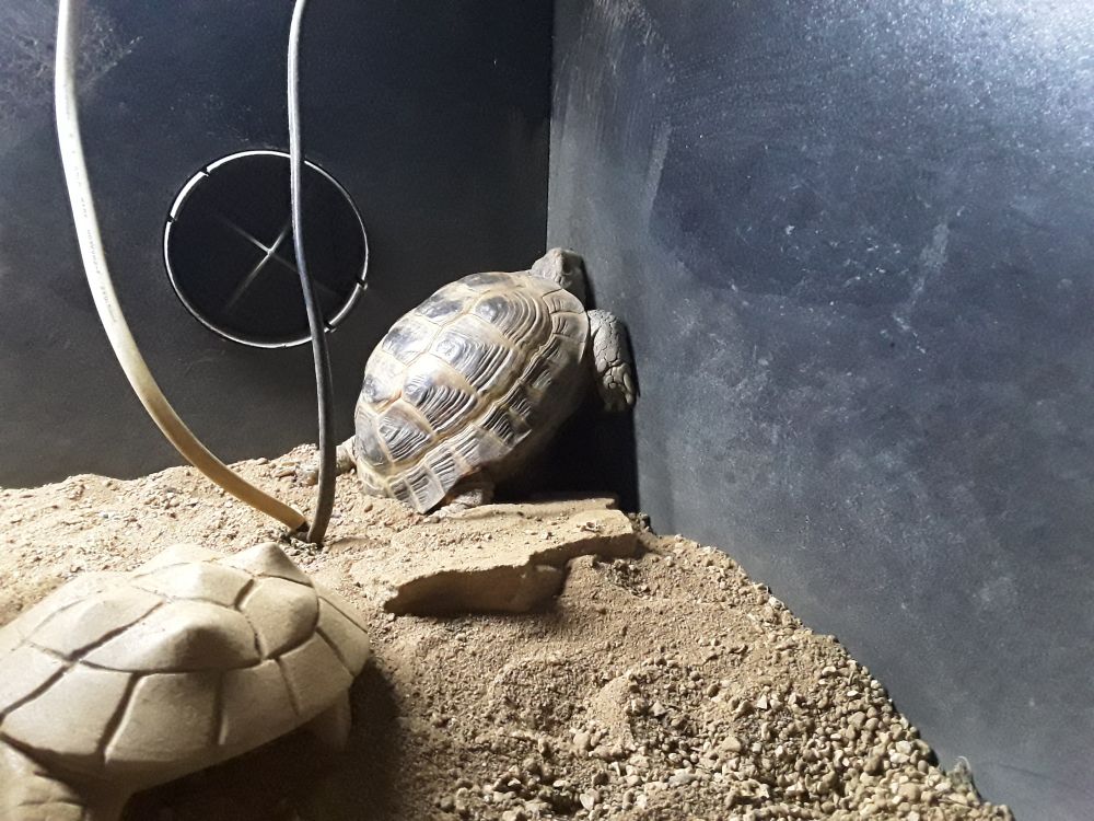 A tortoise propped up against the wall of his tank at an odd angle.
