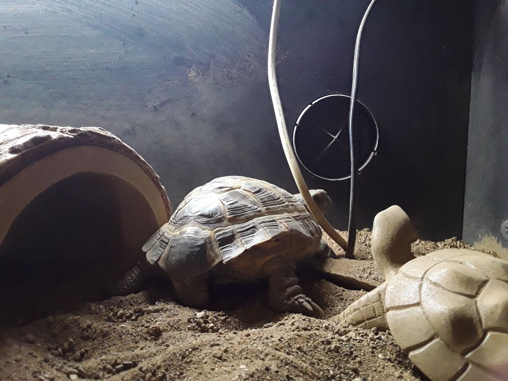 A tortoise next to a log. Facing away from the camera but looking over his right shoulder. Do tortoises even have shoulders? Who knows. 🤷‍♂️🐢