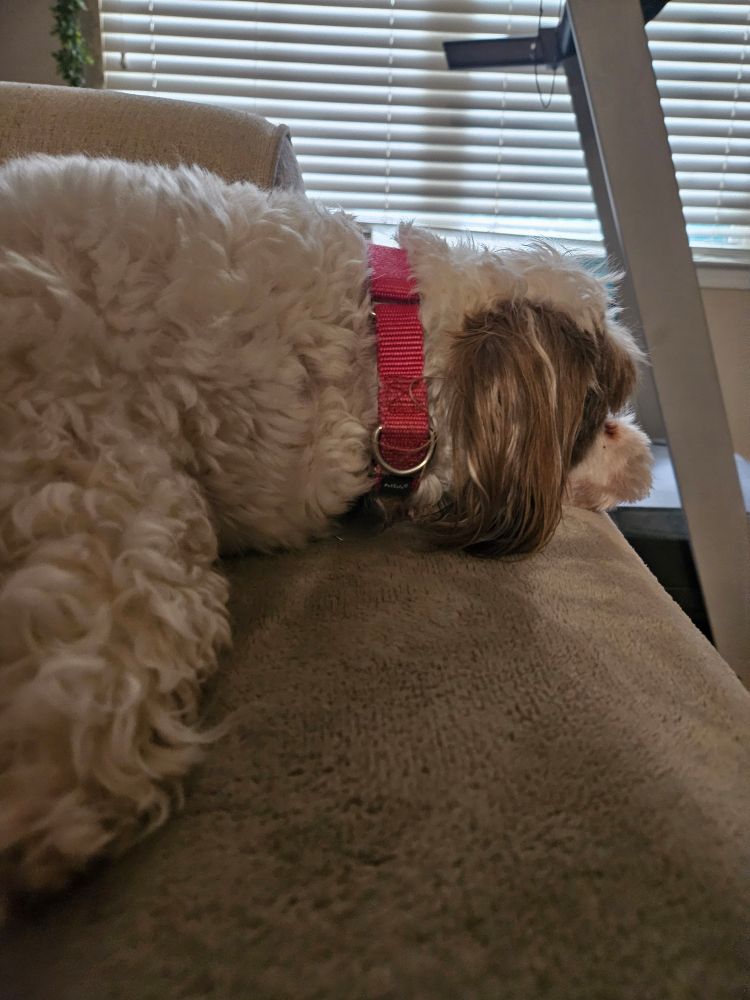 Side view of my dog Reggie laying down on the edge of the sofa, his face away from the camera