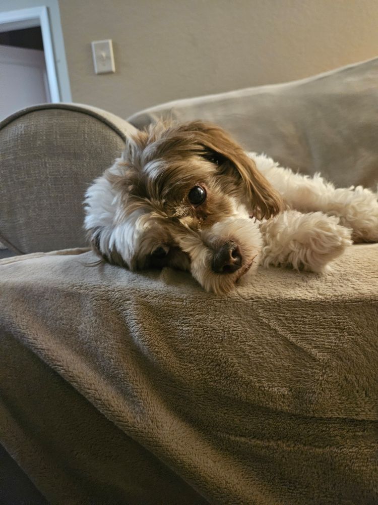 My dog Reggie, a shih tzu Maltese mix with brown and white fur, looking at the camera from the sofa