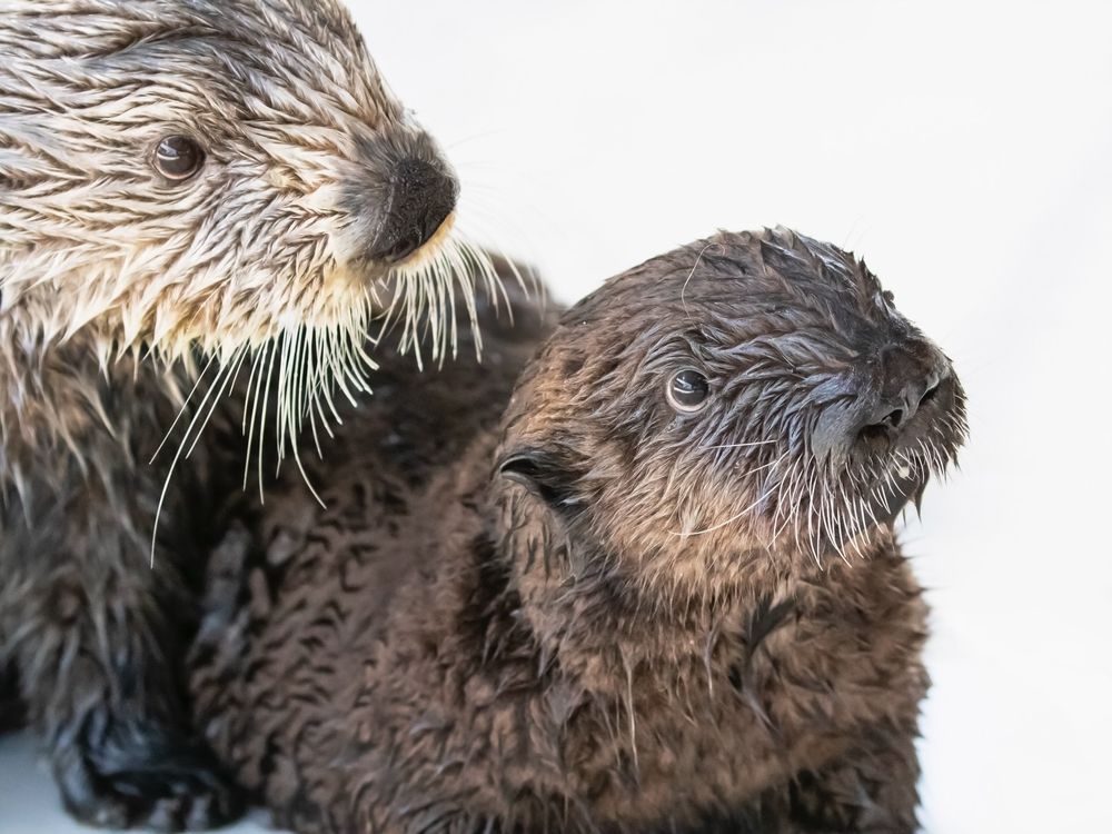Close-up image of two otters against a white background.