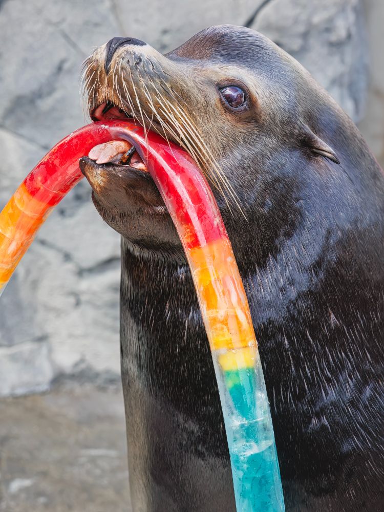 sea lion holding rainbow ice treat
