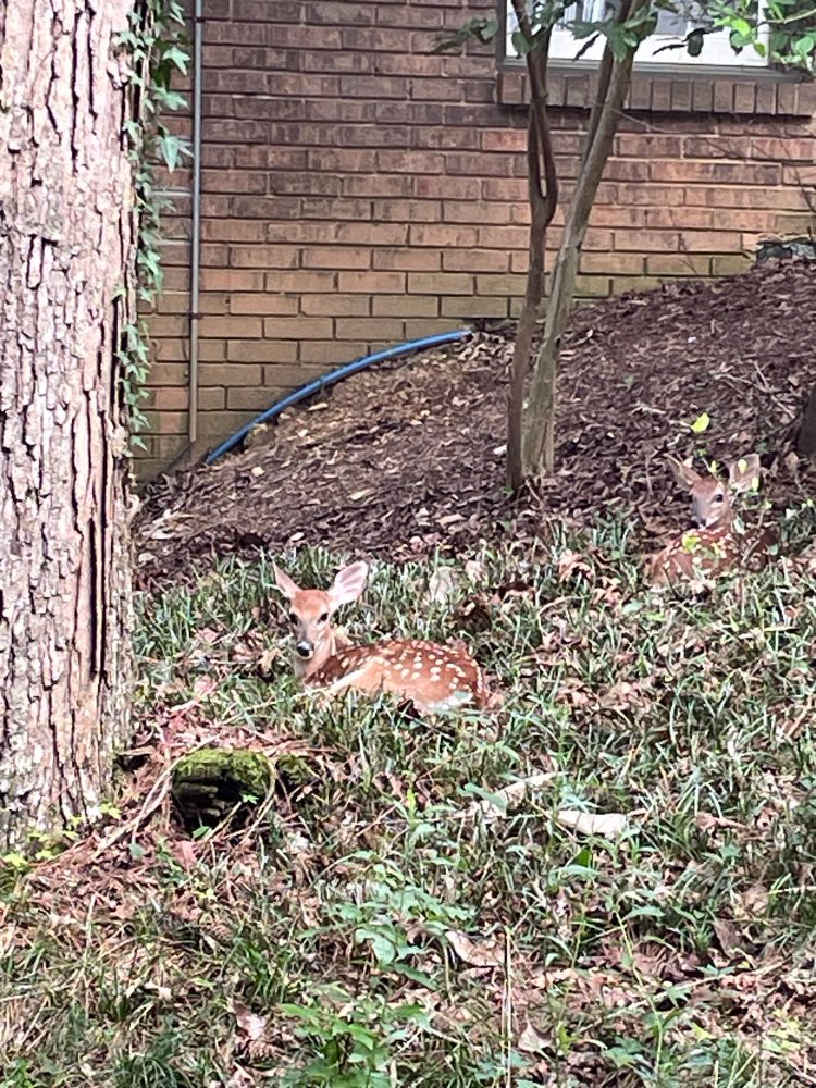 Baby deer looking back at me.