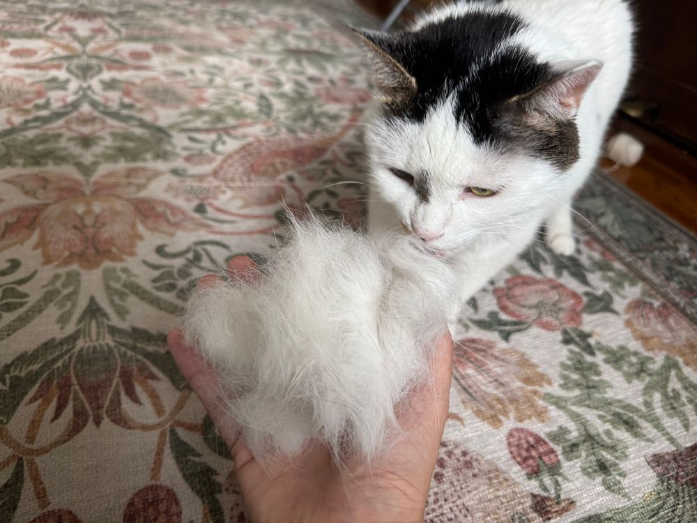 A white cat sniffs a handful of fur that was brushed off her. It’s an enormous ball of fur.