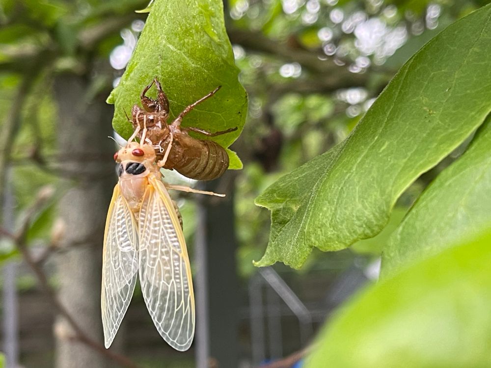A recently emerged adult cicada resting on its shed skin where it hangs on a magnolia leaf. The cicada is very pale with red eyes and two black spots, its coloration will not be visible until the exoskeleton has hardened. In the background additional cicada adults and shed skins are visible. 