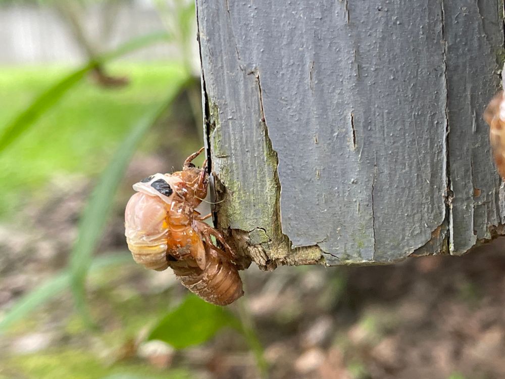 A cicada nymph beginning to emerge from the split in the back of its shell hanging on the edge of a deck. 