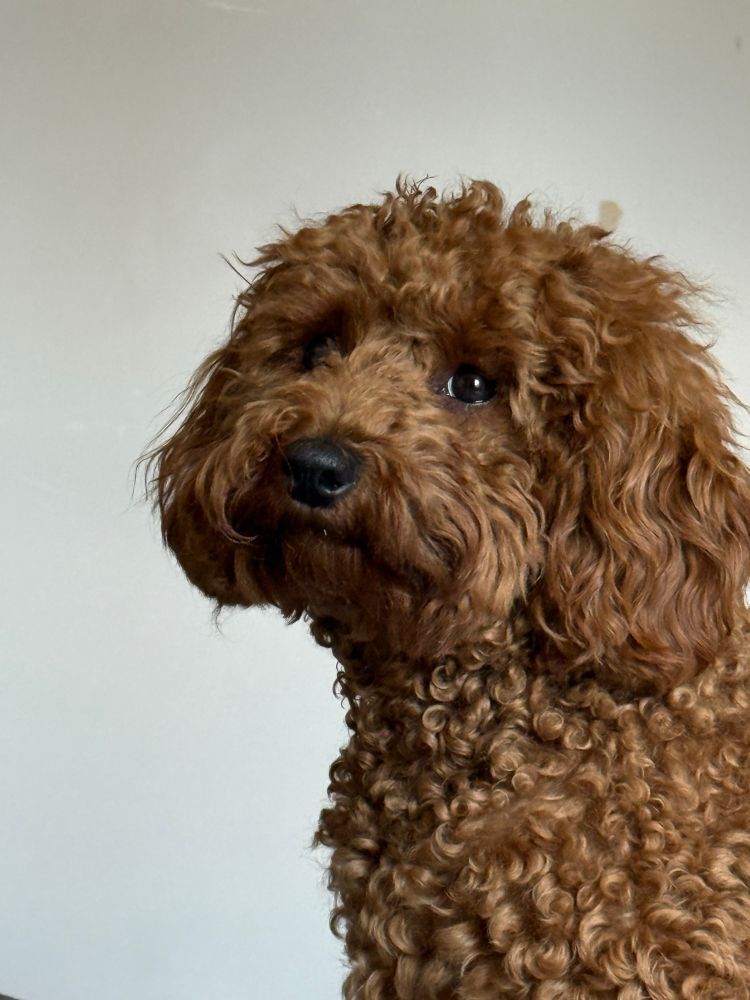 A cute mini poodle with ginger curls 