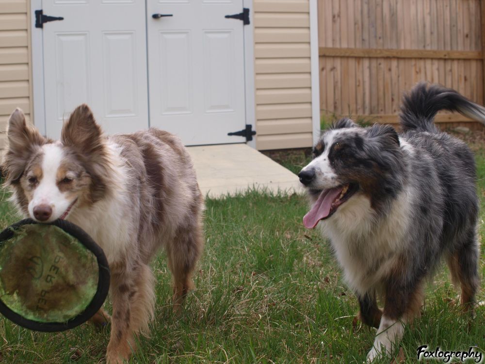 A brown-white australian shepe