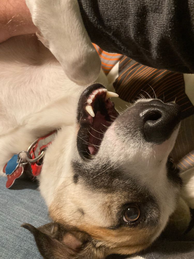 A wild-eyed red heeler, laying on her back and trying to decide whether to bite me for petting her.