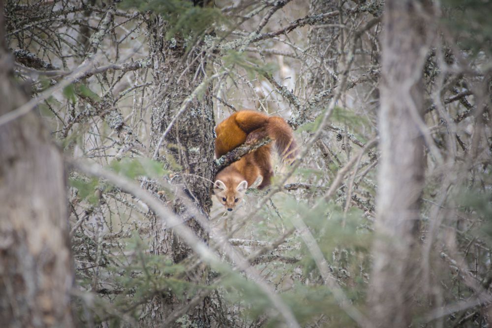 A pine marten wraps itself around a branch. 