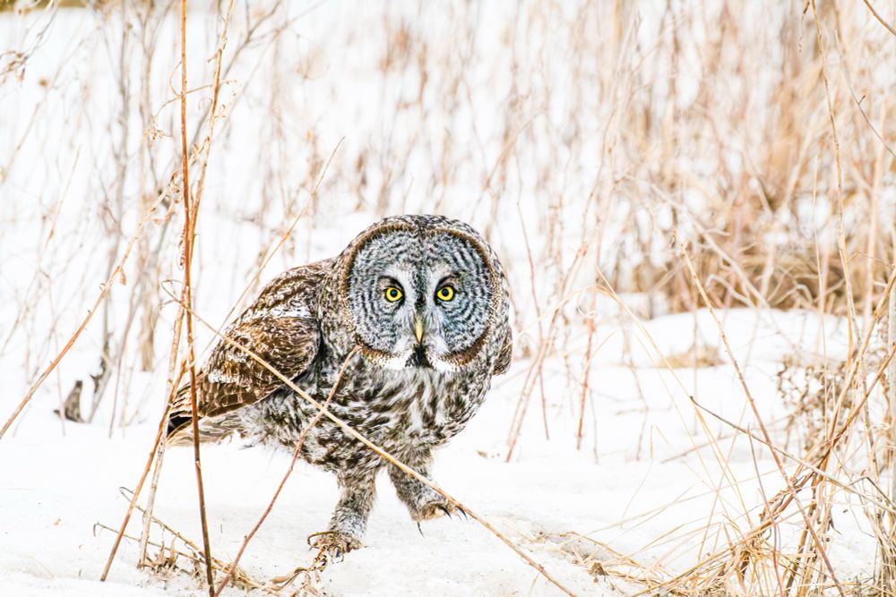 A great gray owl walks in the snow. 