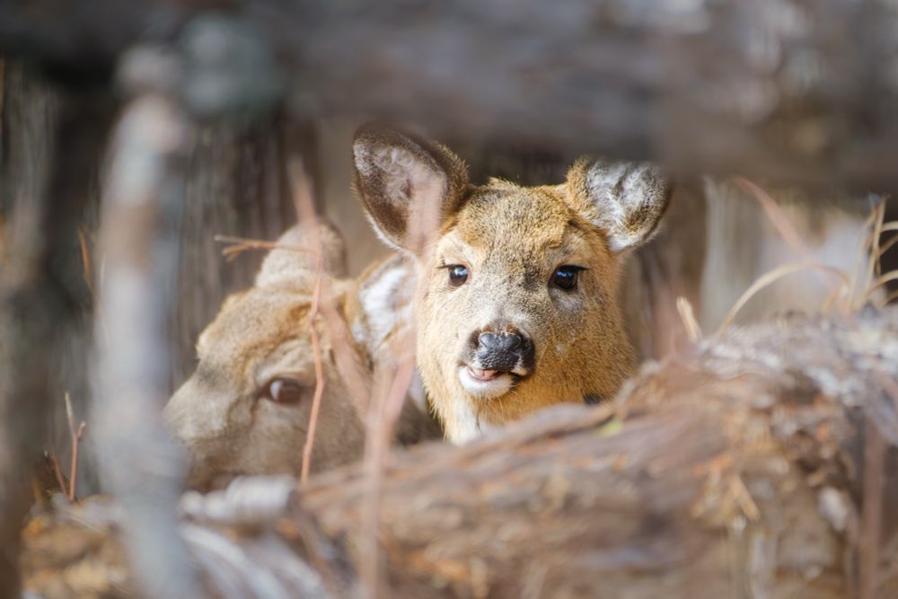 Two deer mid-snack. 
