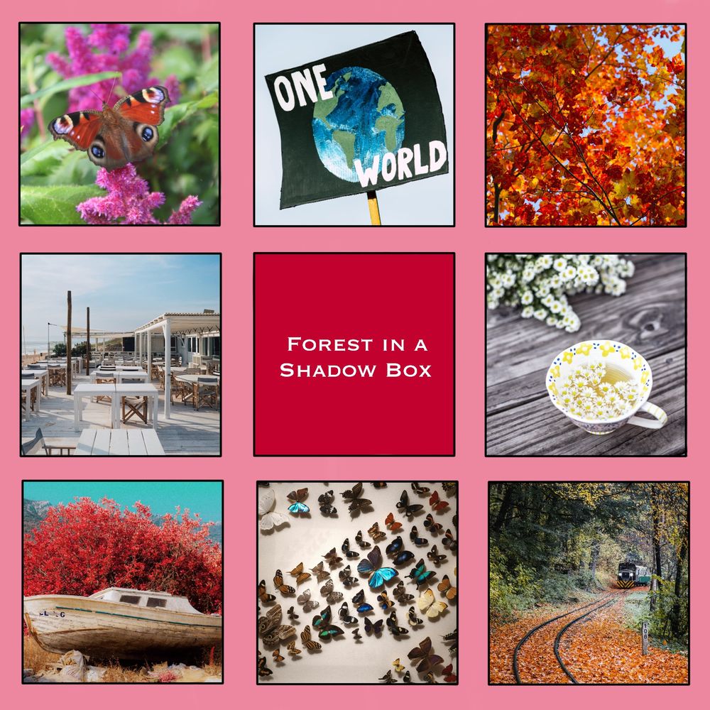 A moodboard for a story. Top left: A red peacock butterfly sitting on magenta flowers. Top centre: A protest sign with a drawing of the Earth and the words “One World”. Top right: Tree branches with orange and yellow leaves. Centre left: The outdoor dining area of a beachside restaurant. Everything is white, except the chairs which are brown wood. Centre: The title of the story, "Forest in a Shadow Box", on a red background. Centre right: A cup of tea with painted yellow flowers around the rim and a bunch of tiny white flowers floating in the tea. Bottom left: A near-infrared photo of a derelict boat resting beneath a bush; the bush appears red and the sky appears cyan. Bottom centre: An assortment of pinned butterflies and moths. Bottom right: A train travelling through a forest. The trees around it are still green, but the fallen leaves on the tracks are orange.