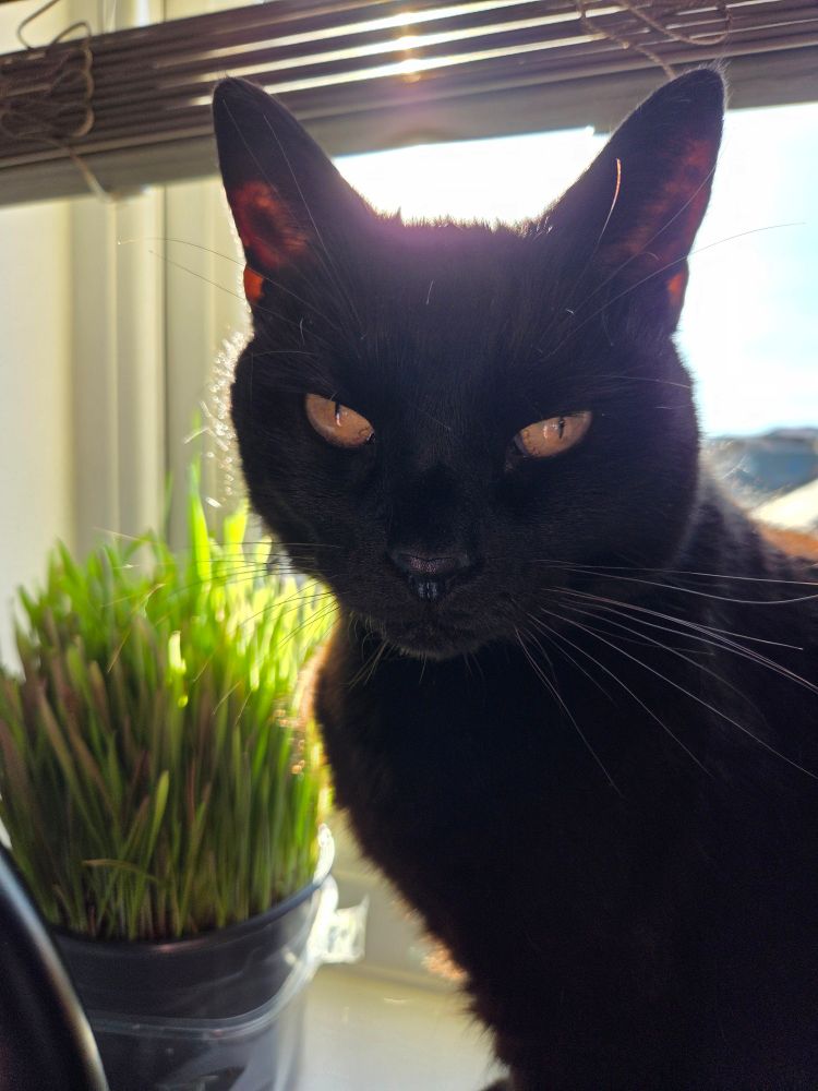 Baggins sat on a sunny windowsill giving a cute face as she sits next to her grass pot. The sun is shining through her ears too!
