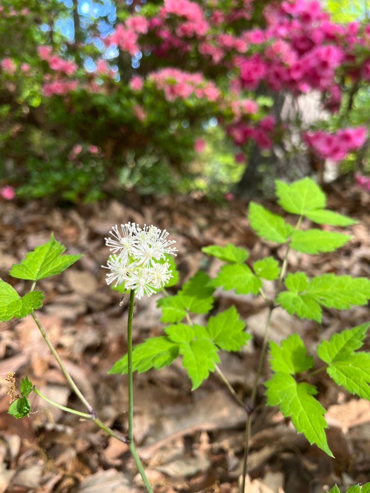 Small white black cohosh flower with pink azaleas in the background