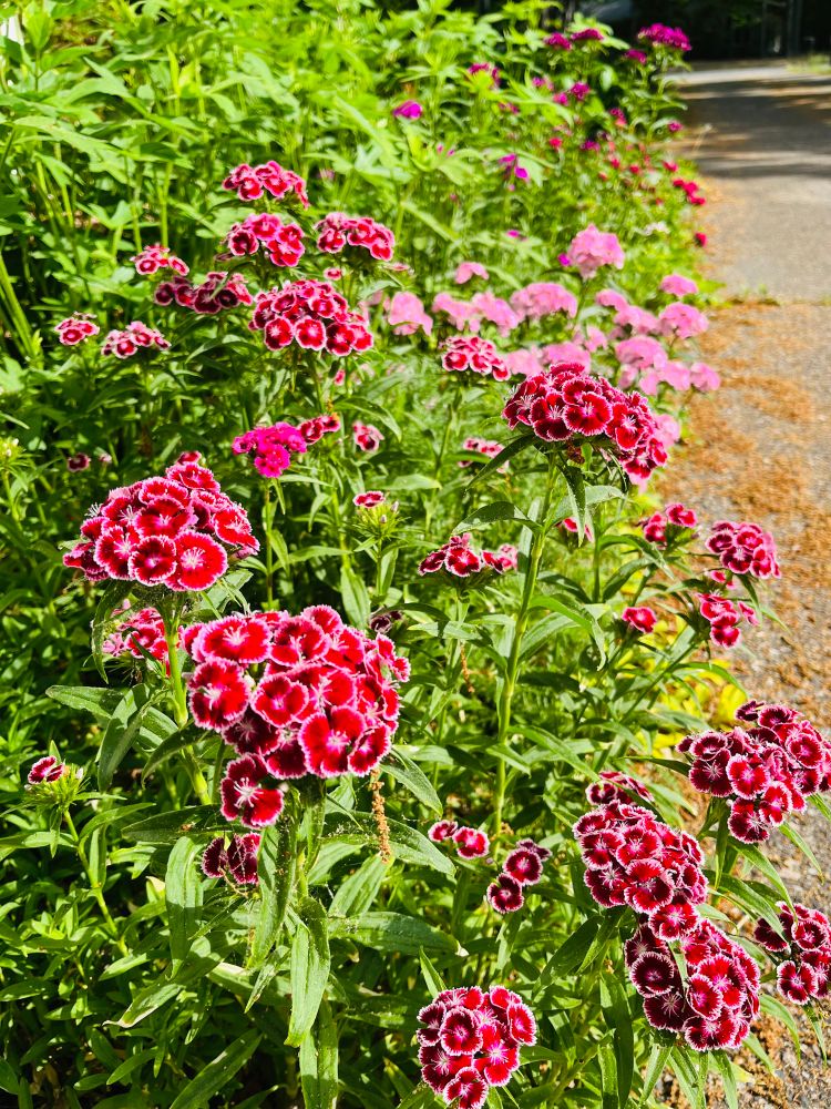 A drift of various red, pink, and white dianthus blooms.
