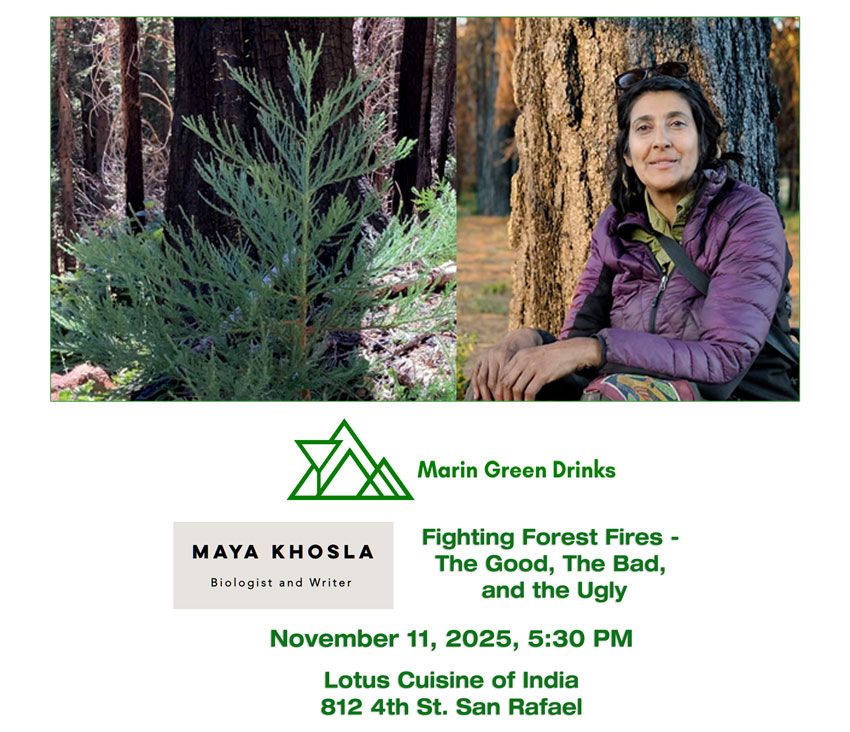 Marin Green Drinks - November 11 - Images of Maya Khosla, Baby Giant Sequoia, logos, and texts.  