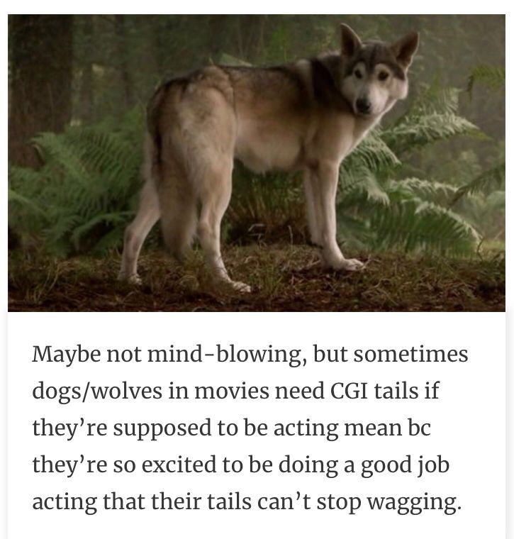 Photo of a wolf(?) standing to the right in a forested area with texting below reading [Maybe not mind-blowing, but sometimes dogs/wolves in movies need CGI tails if they're supposed to be acting mean bc they're so excited to be doing a good job acting that their tails can't stop wagging.]