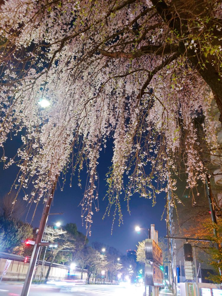 夜の枝垂れ桜