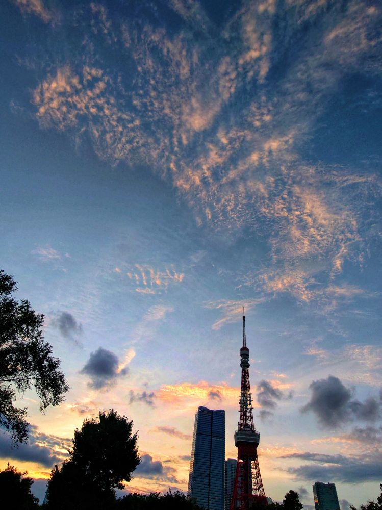 夕日の東京タワー。芝公園から見えた。