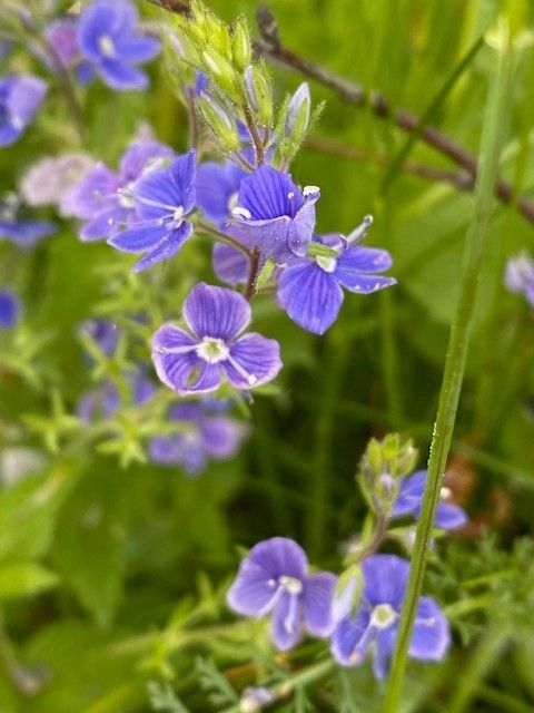 Lähikuva Lemmikki-kukan kukinnoista. Kukinnot ovat pieniä, sinisiä ja viisi lehtisiä