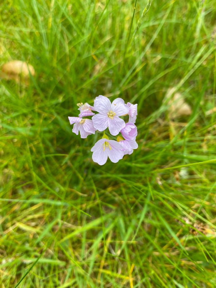 Long green grass out of focus. Group of flowers in the centre (from one stem), each with four white petals.