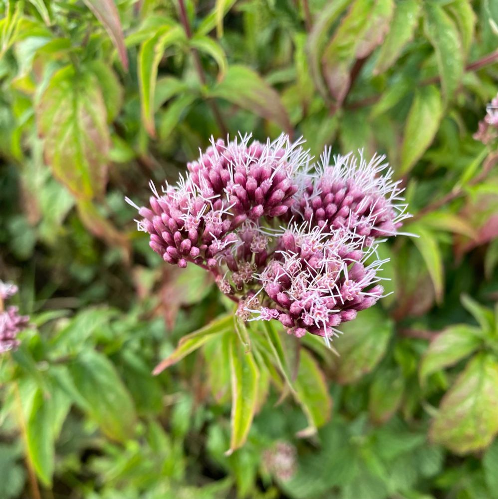 Cluster of tiny pink flowers against a background of long thin green leaves.