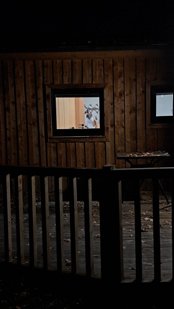 A cat peering out of the window of the Cat Cabin at Heart of Scotland Holidays.