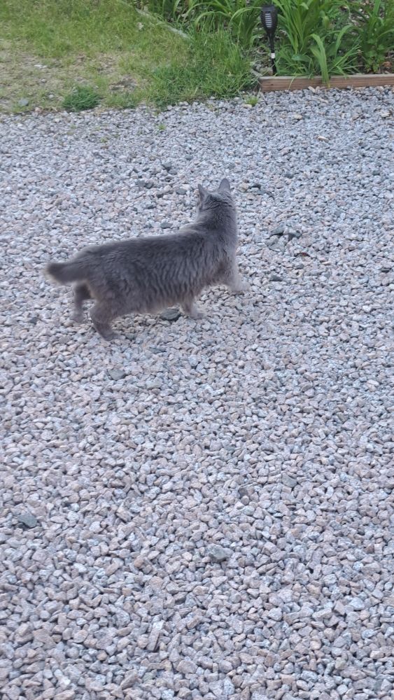 Draeda the Nebelung cat explores the garden at Heart of Scotland Holidays.