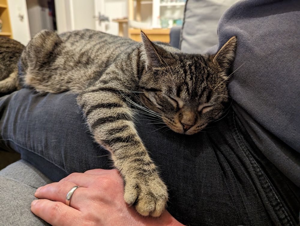 Schlafende Katze hat ihre Pfote auf die Hand einer Frau gelegt.