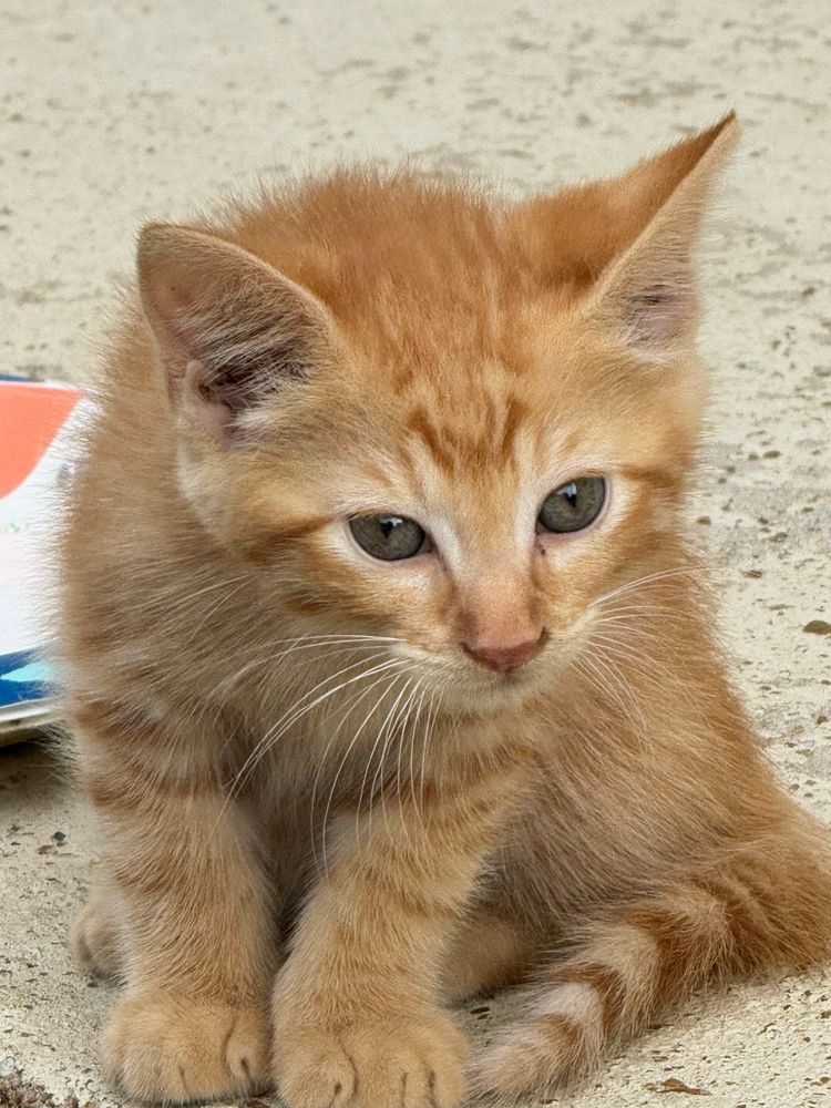 A teensy orange fluffball of a kitten