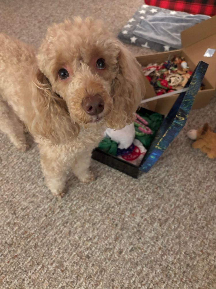 Mini apricot poodle named Arlo Guthrie “helping” his mum decorate the Christmas tree. 