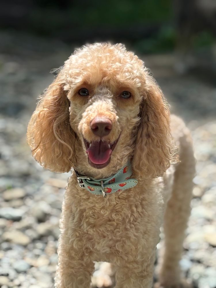 Apricot miniature poodle with a happy smiling face. 