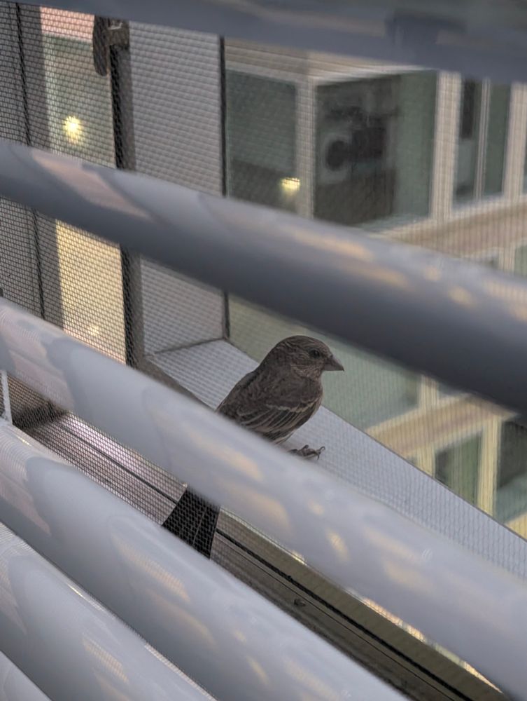 Photo of a bird sitting on the inside window sill of a small apartment window, slightly obscured by the window blinds