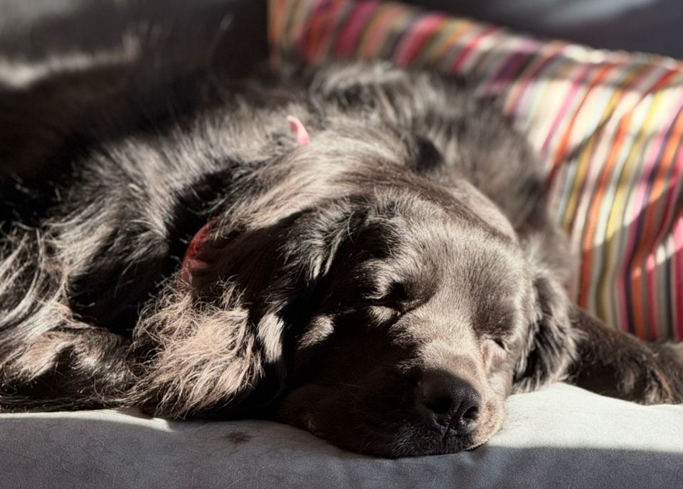 fluffy black dog sleeping in a sunbeam with a striped pillow