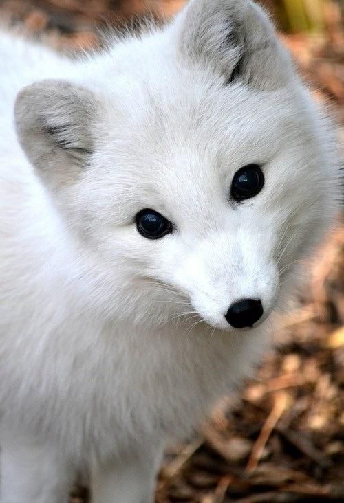 An arctic fox, head tilted, staring at the viewer with it's big adorable eyes and little black nose standing out against it's fur.