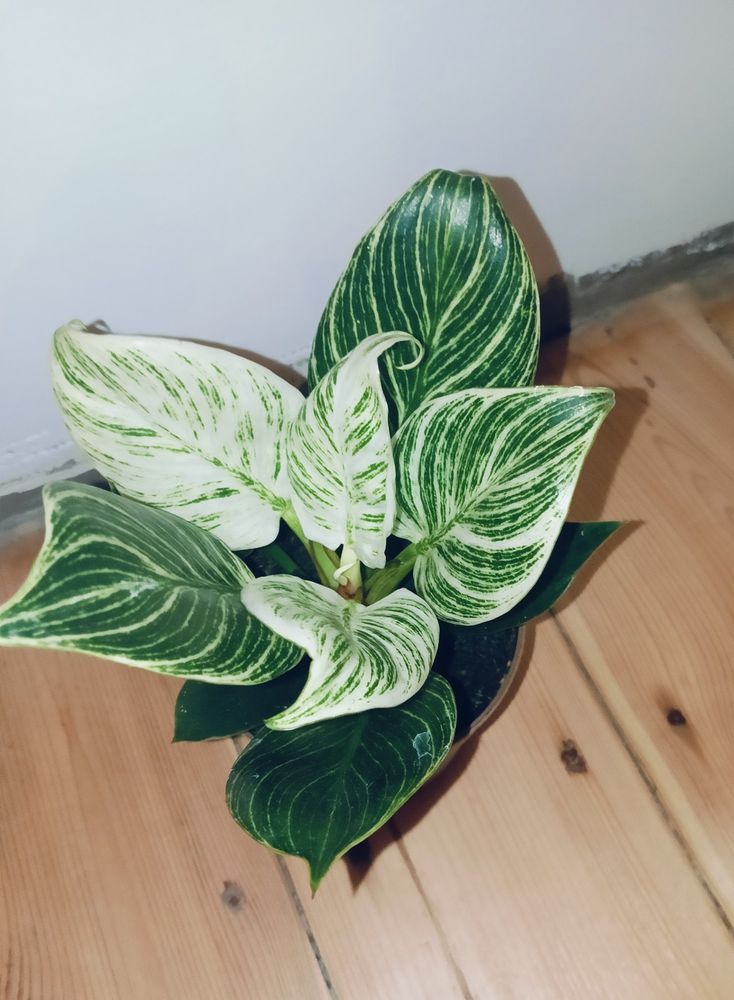 This time it's a completely different plant!!! It's a philodendron white measure - this one's also pretty small, but I don't think it will grow big. The leaves are heart-shaped, and BEAUTIFUL. Its older leaves are mostly dark green with a little bit of white lines along its veins, but the younger the leaves, the more white they get!! The younger ones are also white along the edges, and the youngest leaves are almost completely white, with only a tiny bit of green lines. It's AMAZING, honestly probably my favourite of the four