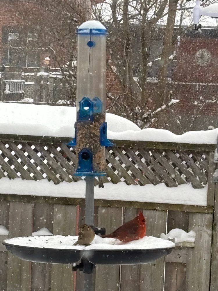A lone cardinal at a bird feeder.