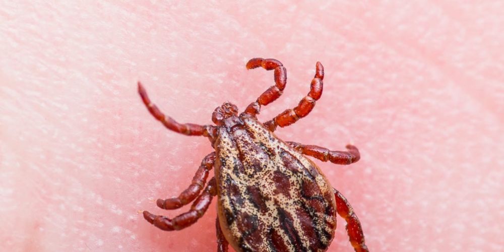 Lyme Disease: A Doolally of Doctors