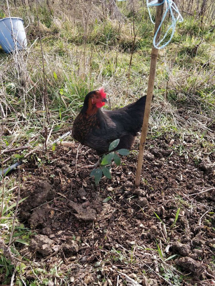 Une poule qui traîne autour d'un plant d'arbre fraîchement planté