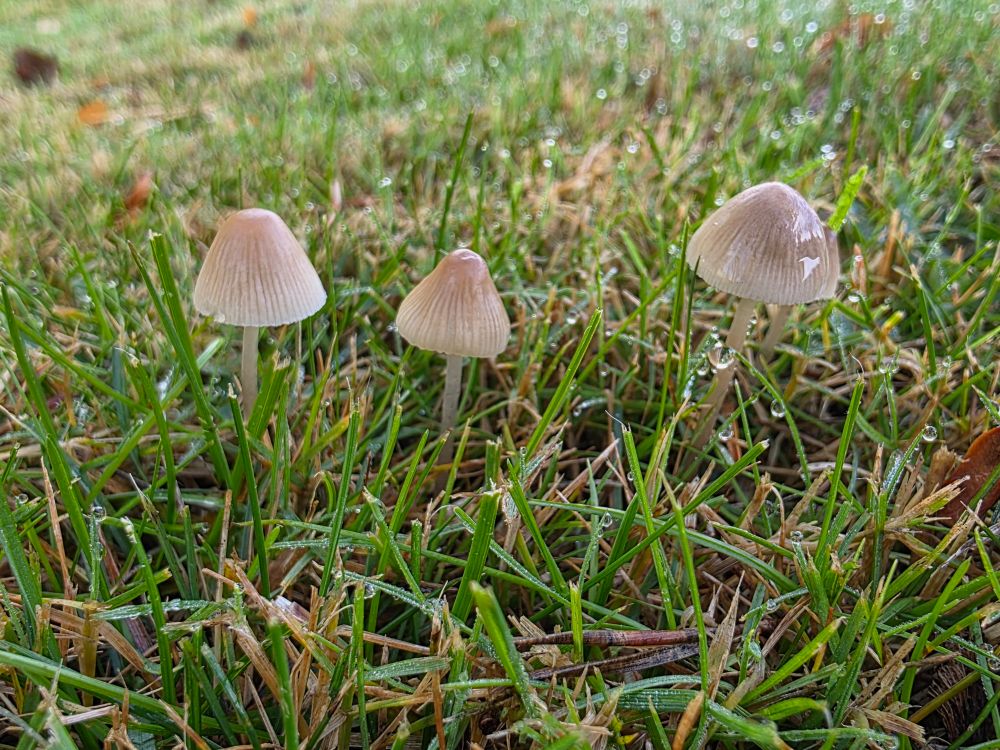 A trio of pale mushrooms growing in raindrop covered grass. They have long spindly stems and their caps look vertically striped in brown, glistening from the rain.