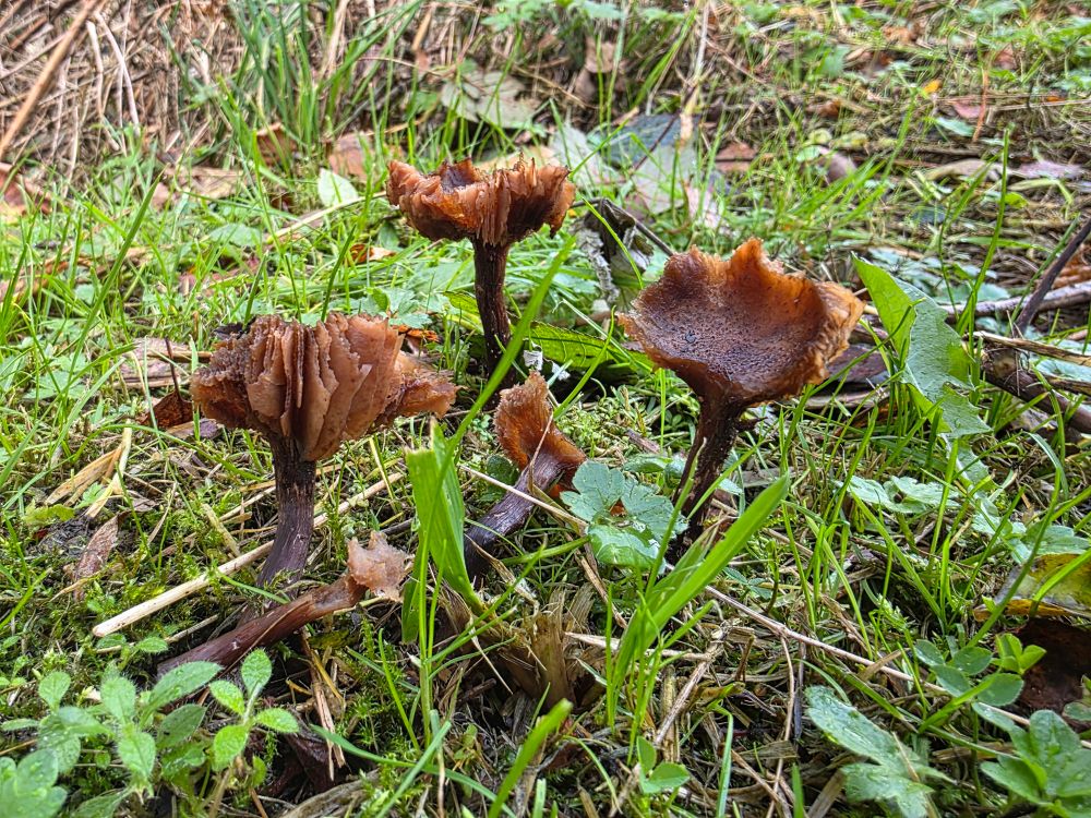 Photograph of dark brown mushrooms growing in grass. The caps are wide open and have been thoroughly munched on by something, leaving little more to see but stems and gills.