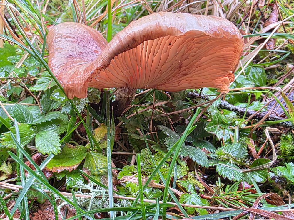 Photograph of a large light brown mushroom growing from the forest floor surrounded by greenery. The cap is wide open and flipping upwards allowing the sunlight to shine through the exposed gills.