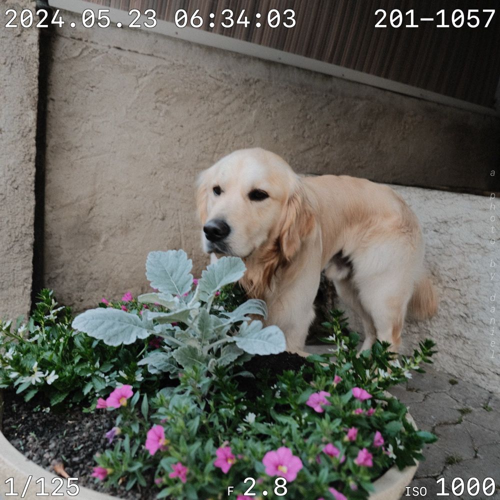 dog in front of flowers