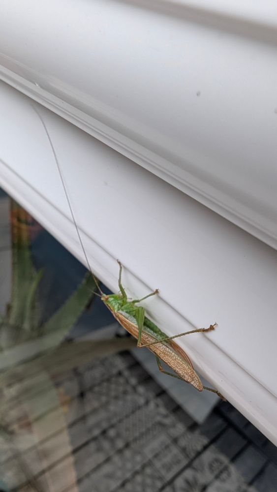 A green grasshopper with brown wings on a white uPVC window frame
