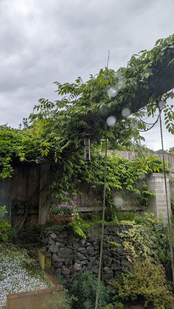 Zoom out of the bird feeder for context on the parkour level skills of the mouse.
The bird feeder hangs a third of the way along a beam that is 3.5m above the ground. Wisteria winds along the beam but offers no (easy) access to the feeder