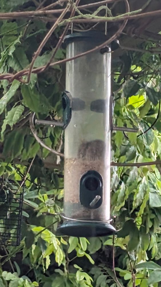 Bird feeder hanging from a beam with a wisteria around it. The bird feeder is a third full of seeds with two bird perches above the seed line and two below. Through the transparent body of the bird feeder, a mouse is happily gorging itself on the seeds