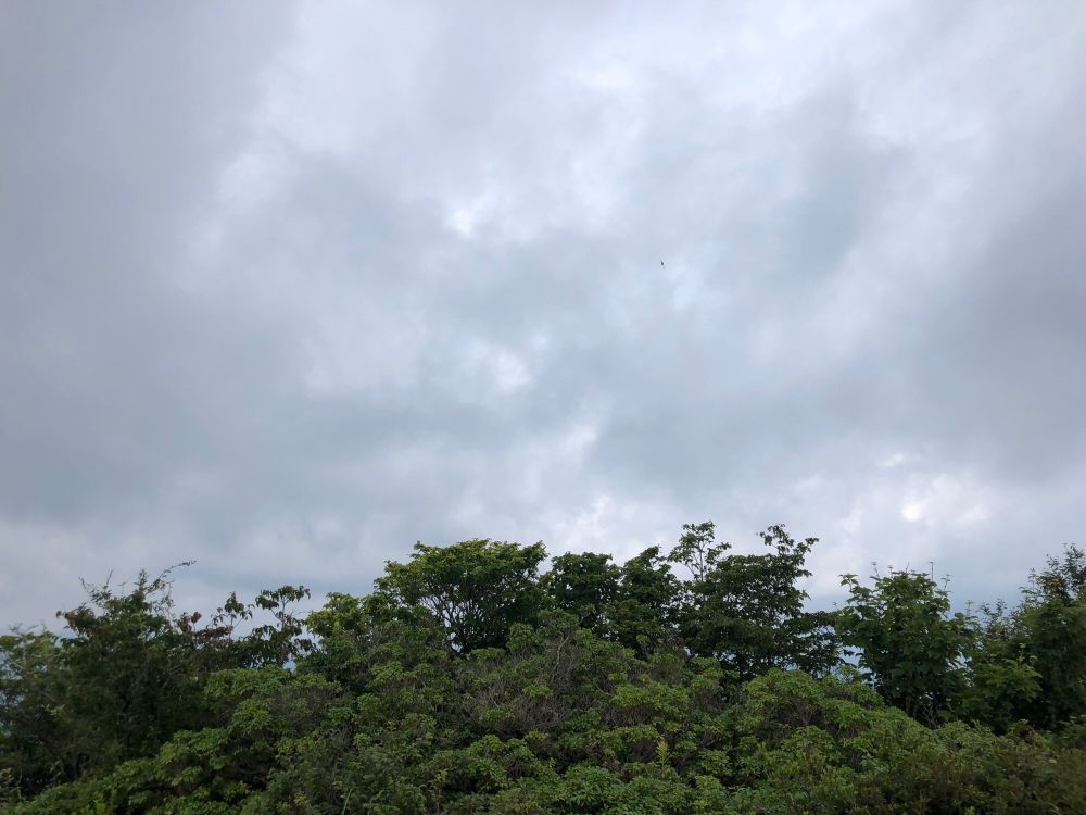 稜線上から撮影した空。燕が素晴らしい速さで飛んでいる。