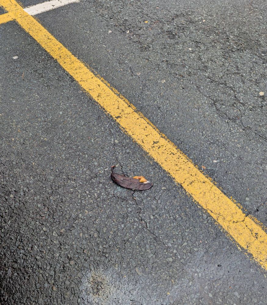 A smoothed banana in a parking lot 