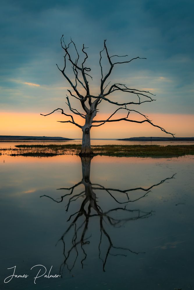 A dead tree emerges from water and is perfectly reflected. The sky is peach and blue/grey. 